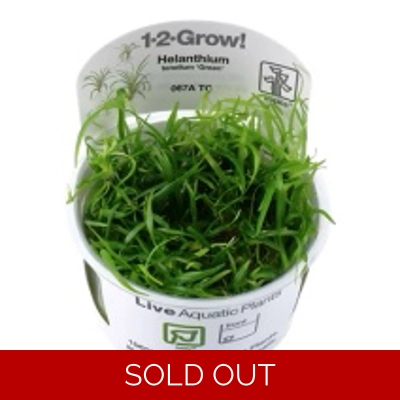 Helanthium tenellum 'Green' 1-2-Grow